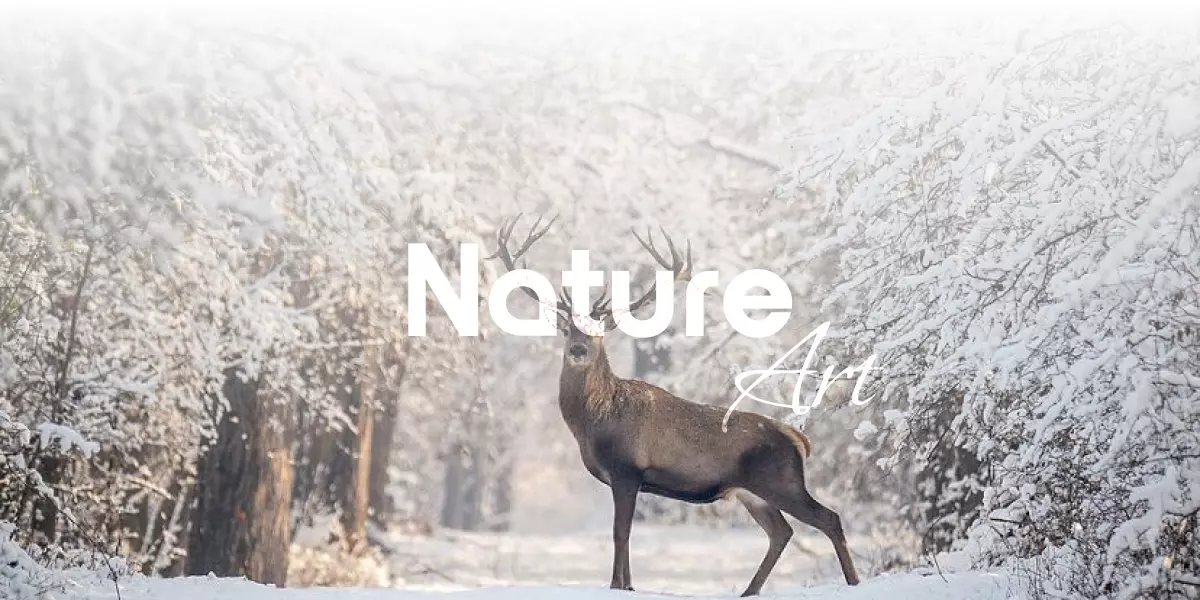 wall decor nature